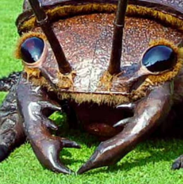 BIG BUGS SHOW